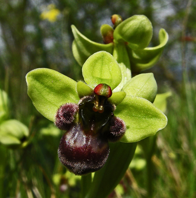 Orchidee del Chianti 2009